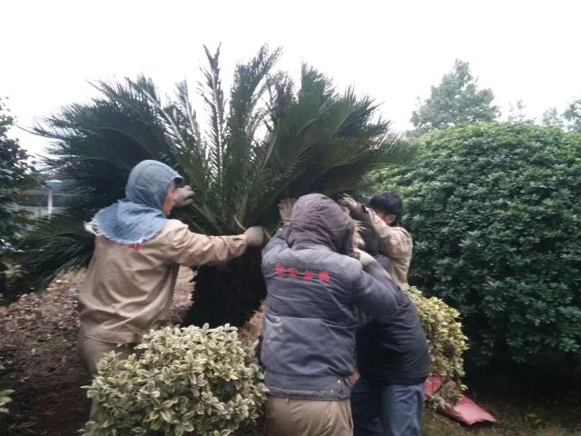 保市場供應 防冰雪災害